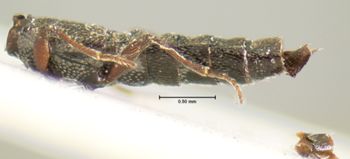 Media type: image;   Entomology 6378 Aspect: habitus lateral view